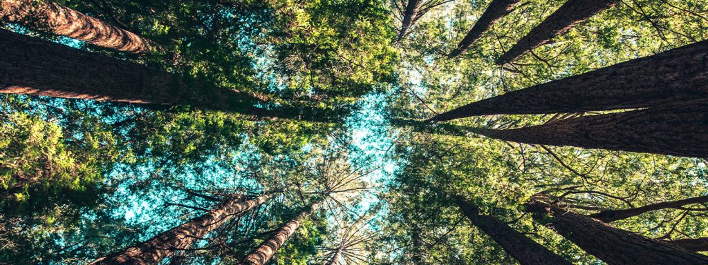 A New Era in Sustainable Forestry Management