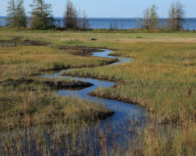 Photo courtesy of Randall Hyman.